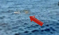 Ultra Rare Dolphin Spotted (Video)