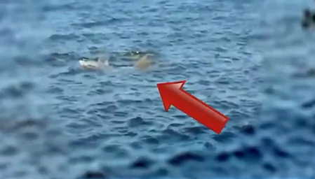 Ultra Rare Dolphin Spotted (Video)
