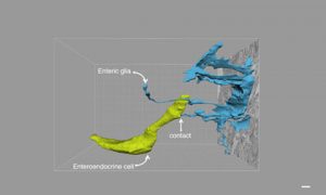 Researchers Map Direct Gut-Brain Connection