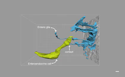 Researchers Map Direct Gut-Brain Connection