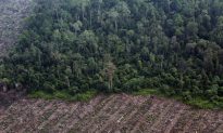 Half of Indonesia’s Deforestation Outside Concessions