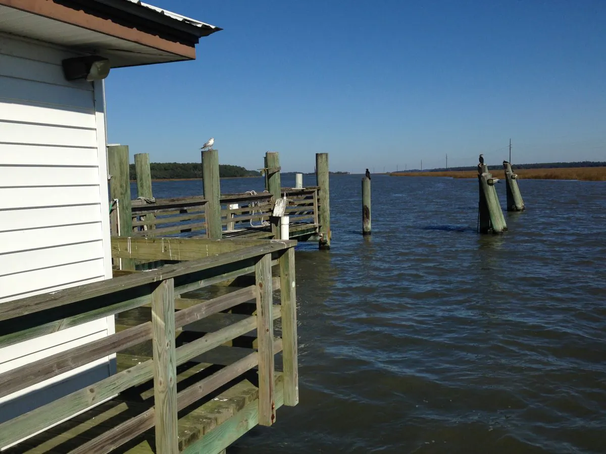 Gulls escort visitors to Sapelo Island off the coast of Georgia. (Laverne Gaskins)