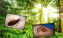 Wave of New Diseases Being Brought to America by Insects