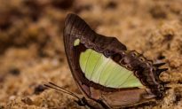 Tiny National Park Showcases Huge Butterfly Diversity