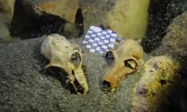 Underwater Cave Found to House Large Fossil Graveyard (Video)