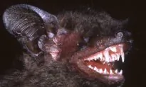New Bat Species Has Fangs You Won’t Believe