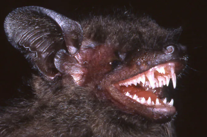 New bat, Hypsugo dolichodon, showing off its remarkable canines. (Judith L. Eger)