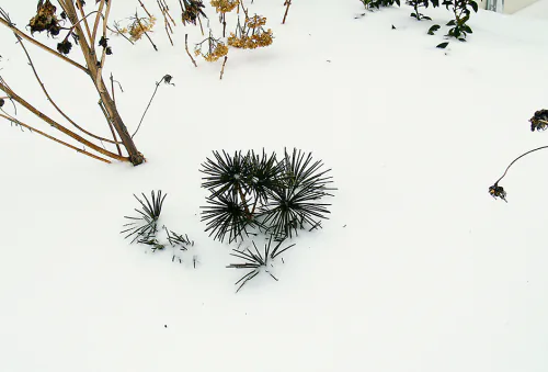 Get Your Plants Ready for Another Tough Winter