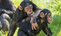 Play Hard, Work Hard: The Animal Guide to the Good Life