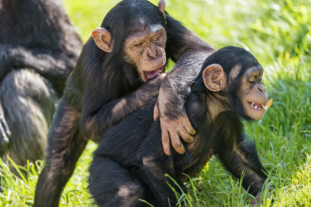 Just monkeying around. (Tambako, CC BY-ND)