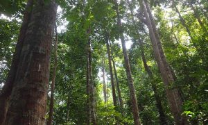 Palm Oil Threatens Community Forest in Central Kalimantan