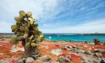 Getting to the Galapagos Islands
