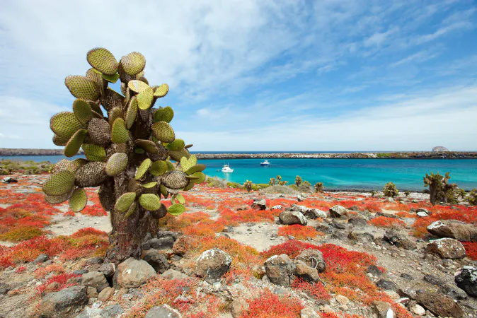 Galapagos South Plaza island via Shutterstock*