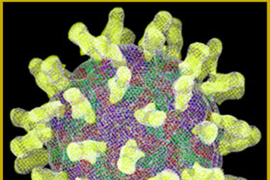 This computer-simulated model, developed by Purdue University researchers, shows the receptors of the common cold virus, rhinovirus 16, attach to the outer protein shell of the virus. Picovir, a drug that is the first to directly attack viruses that cause the common cold, faced scrutiny March 19, 2002 as U.S. advisers consider whether to urge approval for the experimental medicine. The new drug hits viruses responsible for more than half of the1 billion colds that afflict Americans each year. Over-the-counter remedies only mask symptoms such as coughing and a runny nose, but Picovir may shorten a colds duration. (Photo by Dilip Paithankar/Purdue School of Chemical Engineering/Getty Images)