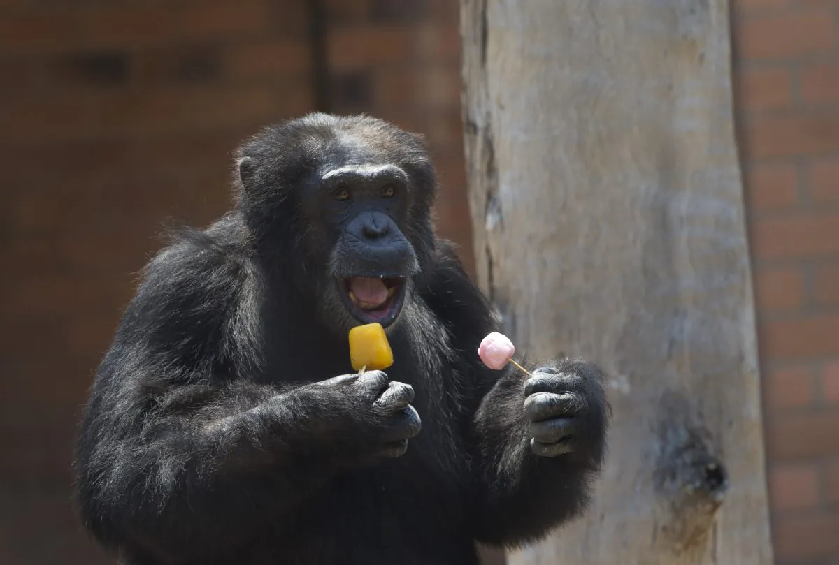 A chimpanzee named Paulinho holds two popsicles at the city zoo, in Rio Janeiro, Brazil, Tuesday, Jan. 13, 2015.  (AP Photo/Silvia Izquierdo)