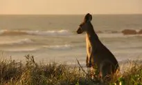 The Cheapest Ways to Get to Australia