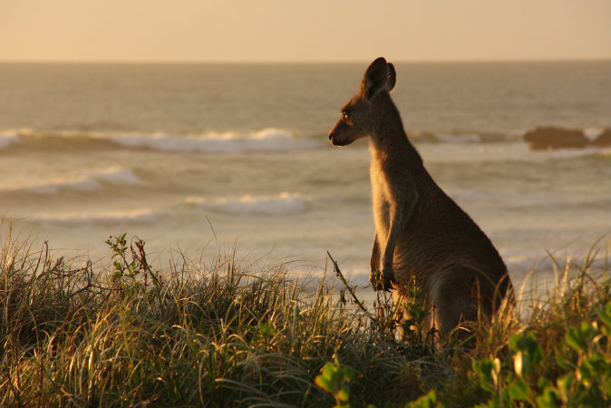 Kangaroo in dunes via Shutterstock