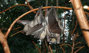 Did Palm Oil Expansion Play A Role in the Ebola Crisis?