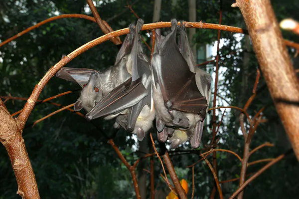 100,000 Bats Take Over Australian Town, State of Emergency Declared
