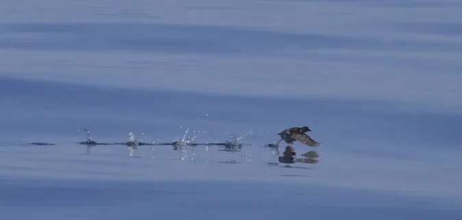 Over 1,200 Seabirds Mysteriously Die on Pacific Coast