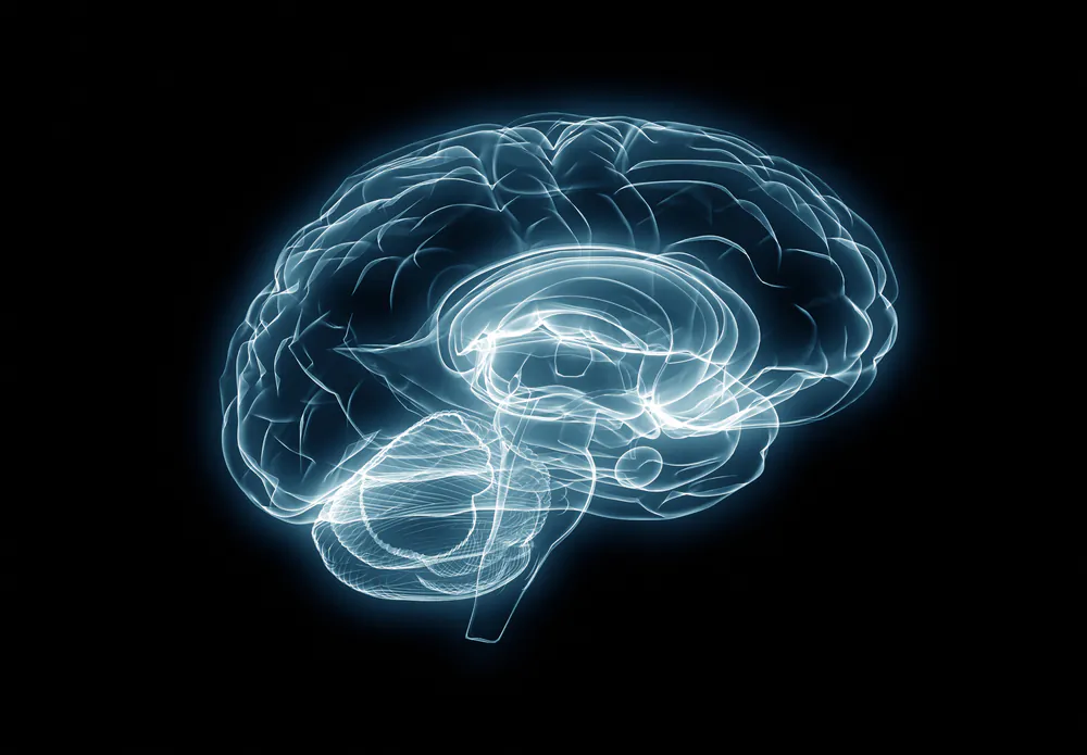 What speaking two languages does to the brain’s white matter.