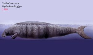 Ocean Extinctions: Fifteen Species We Shall Never See Again