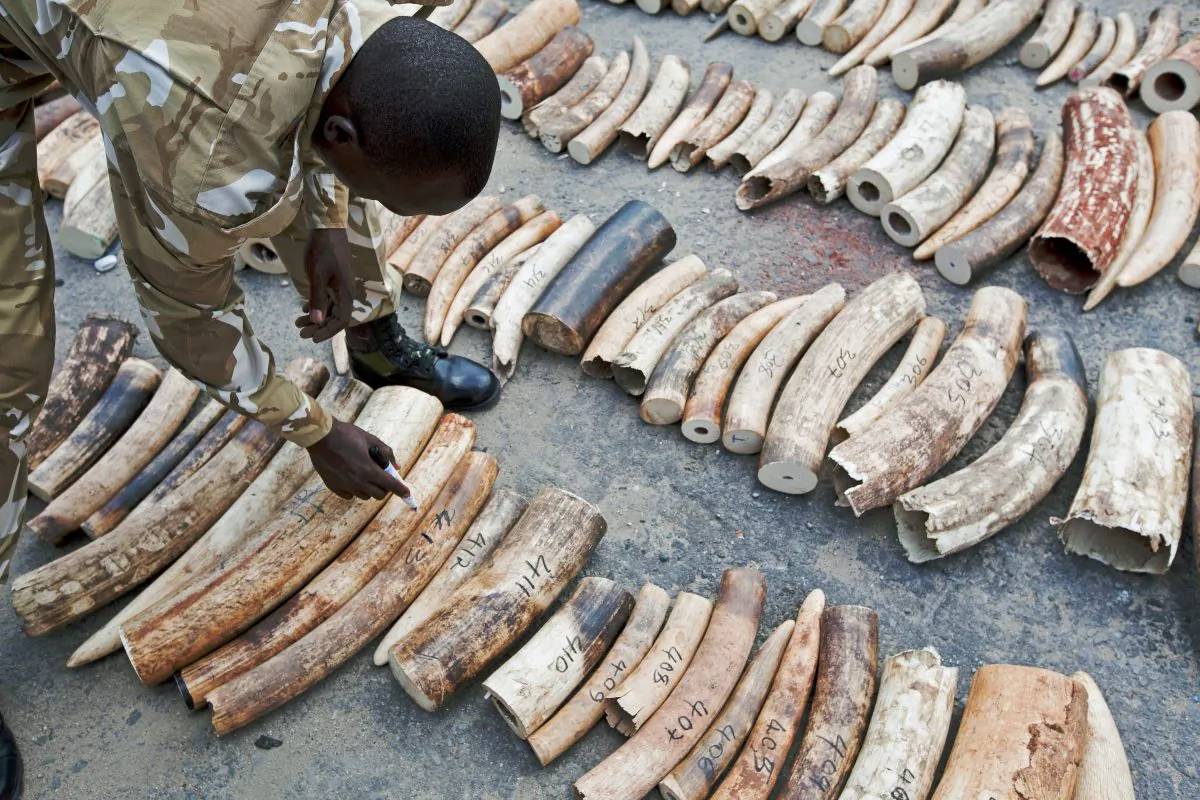 A Kenya Wildlife Service (KWS) Ranger inspects and numbers a confiscated ivory consignment at the Mombasa Port on Oct. 8, 2013. (Ivan Lieman/AFP/Getty Images)