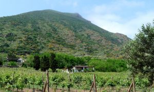 Malvasia, a Grape Variety With Ancient Roots