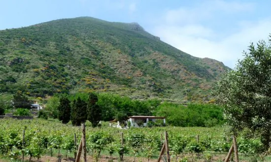 Malvasia, a Grape Variety With Ancient Roots
