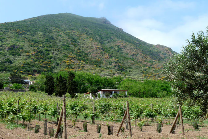A malvasia vineyard on the island of Salina, Italy. (Manos Angelakis)
