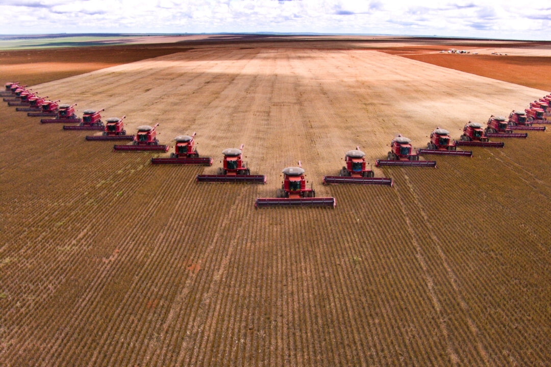 A team of tractors haul in the soybean harvest. Soy is big business, but is it healthy to eat? AFNR / Shutterstock.com