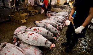 Empty Seas? Scientists Warn of an Industrialized Ocean