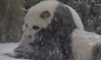 Bao Bao’s First Snow Day (Video)