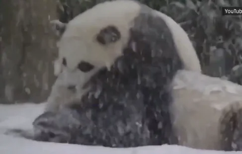 Bao Bao’s First Snow Day (Video)