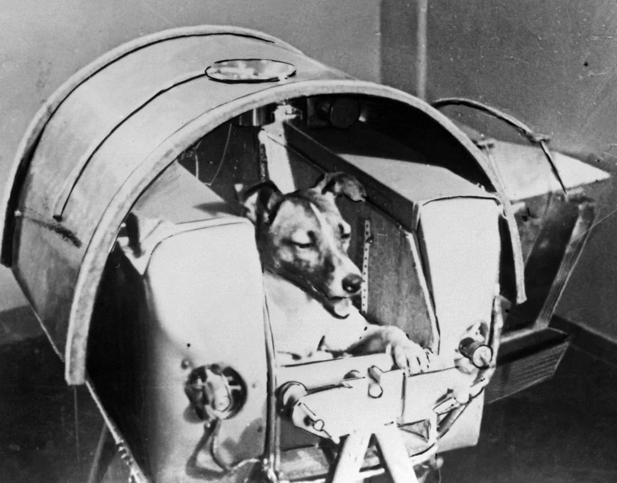 The dog Laika, the first living creature ever sent into space, aboard Sputnik II in the Soviet Union in November 1957. (OFF/AFP/Getty Images)
