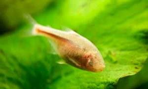 Even Blind Fish Get Around Thanks to 'Sixth Sense'