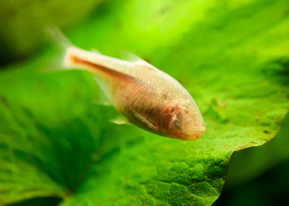 Just as the shape of a TV or radio antenna is designed to detect electromagnetic signals, the fish's canal system is like an antenna on the body surface, configured to be sensitive to pressure changes. (Shutterstock*)