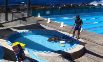 Sea Lion Goes for a Swim in Public Pool (Video)