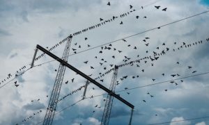 Birds Can Sense Extreme Weather Events and Storms More Than 24 Hours in Advance