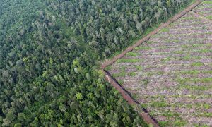 Key Carbon Mitigator Omitted in First UN Climate Draft