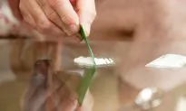 Antidote for Cocaine May Hinge on Dopamine