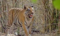 India’s Tiger Numbers Rise to 2226