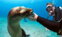 Swimming with Seals Should Be on Your Bucket List (Video)