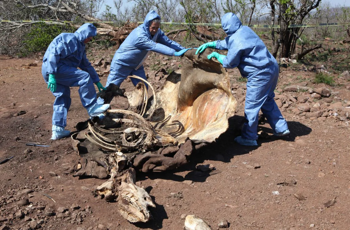 Investigators open the decomposed corpse of a poached rhino in search of forensic evidence, on the border with neighboring Mozambique near Skukuza, South Africa, on Nov. 20, 2014. South African officials said Thursday, Jan. 22, 2015, a record 1,215 rhinos were poached in 2014, a 21 percent increase over the previous year. (AP Photo/Denis Farrell)