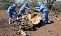 South Africa Says Record Number of Rhinos Poached in 2014
