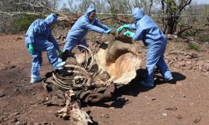 South Africa Says Record Number of Rhinos Poached in 2014