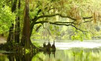 Florida’s Babcock Wilderness, Where Man and Nature Live in Harmony