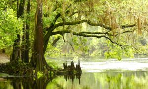 Florida's Babcock Wilderness, Where Man and Nature Live in Harmony