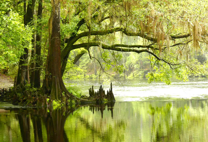 Bald Cypress Tree Overhanging River via Shutterstock*