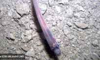 Fish Found Living Deep Below Antarctic Ice (Video)